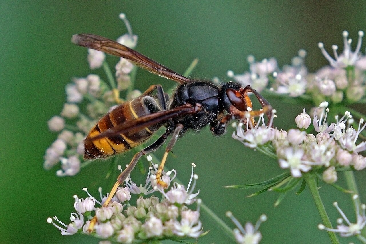 Asiatische Hornisse (Vespa velutina) auf einer Blüte